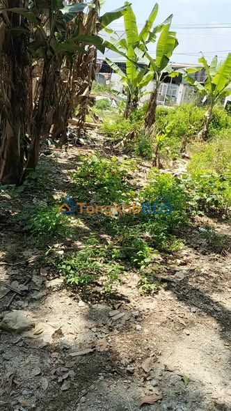 Đất Tân Hưng Bàu Bàng 270m² - Sổ đỏ chính chủ