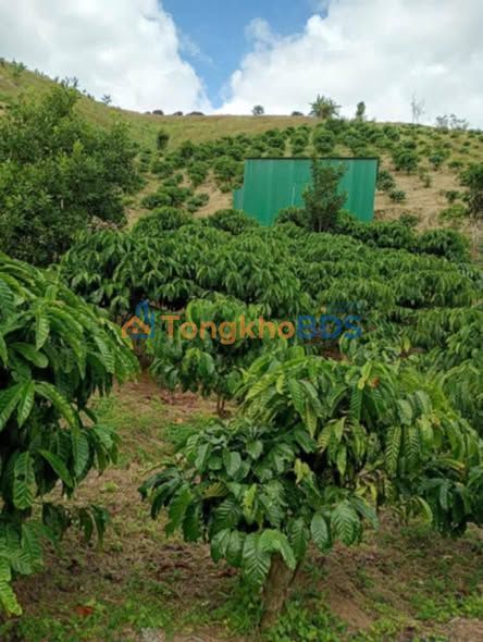 Đất vườn Phúc Thọ Lâm Hà 2520m² 1.6 tỷ - Đầu tư dài hạn