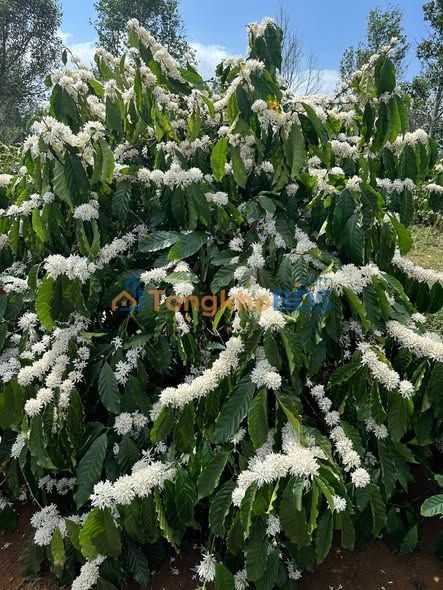 Đất bazan Krông Nô 9 sào 1.3 tỷ - Đường ô tô tận nơi