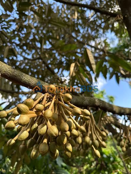 Đất KrongNo Lâm Đồng 16.000m² thỏa thuận - Đường lớn ô tô vào