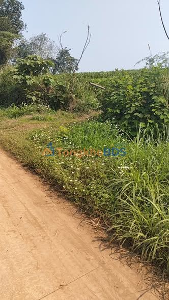 Đất nền Mỹ Quang Như Thanh 1000m² - Sổ đỏ chính chủ