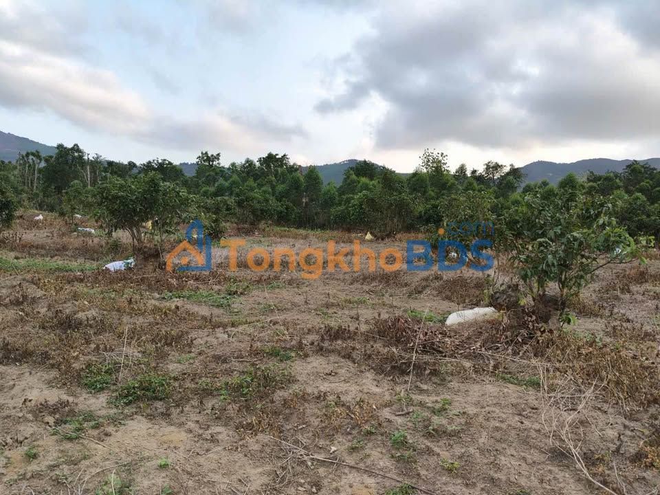 Đất trồng cây Trại Thụ Đông Triều 8500m² 900 triệu - Đường ô tô