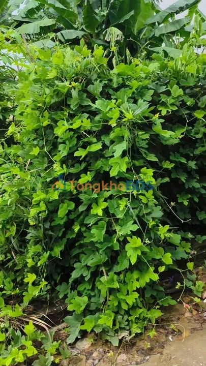 Đất KĐT Hoàng Long Sơn La 100m² 385 triệu - Sổ đỏ chính chủ