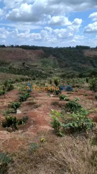 Đất Vườn Đăk Nông 40.000m² Giá Tốt - Sẵn Sổ Hồng