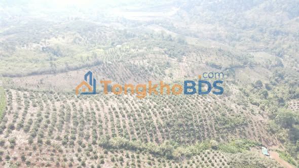 Đất Vườn Đắk Nông 3.08ha - Giá Đầu Tư Chỉ 390 Triệu/ha