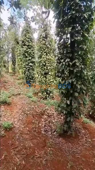 Đất Vườn Tuy Đức 3ha Mặt Tiền Nhựa - Tiềm Năng Kinh Doanh & Nghỉ Dưỡng