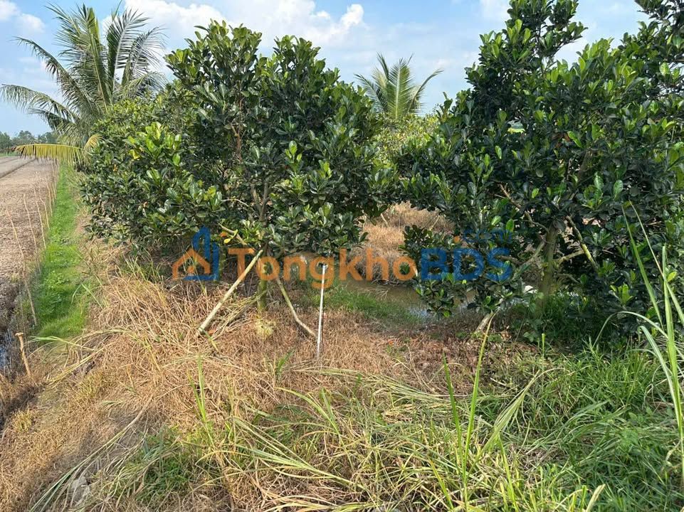 Đất nền Thành Trung 7.164m² 1.45 tỷ - Sổ đỏ chính chủ