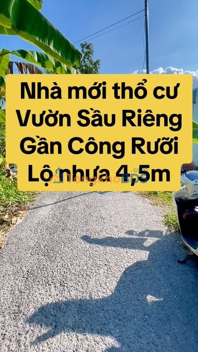 Bán Đất Vườn Sầu Riêng Thái 158m² Thổ Cư - Hậu Giang
