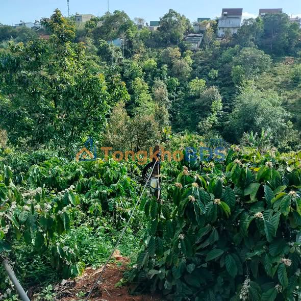 Bán gấp farm 7000m² Đắk Nông - Thu nhập cà phê, sầu riêng, tiêu | 1.35 tỷ