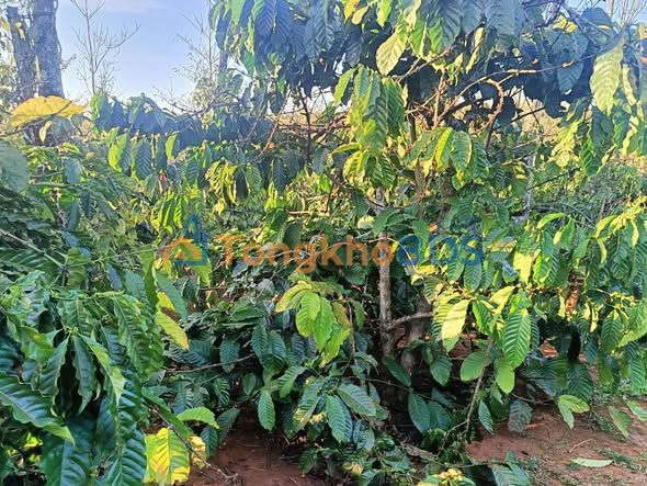 Bán Gấp Đất Vườn 25.000m² Xã Đakbuk So, Tuy Đức - Giá 3 Tỷ