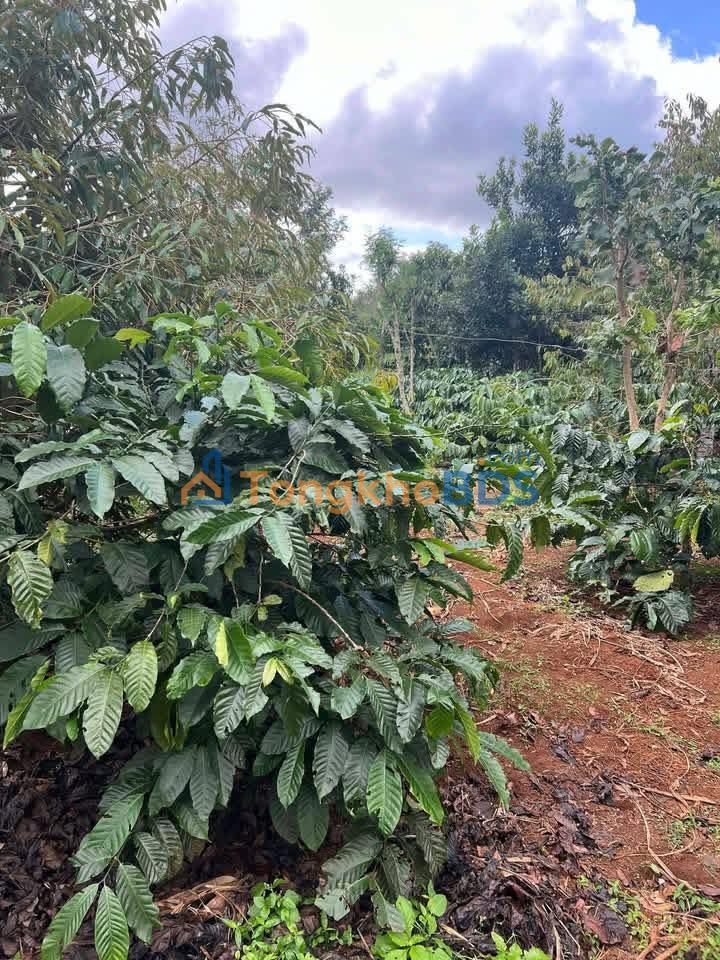 Đất Ea Hồ Krông Năng 1440m² 1.9 tỷ - Tiềm năng tăng giá