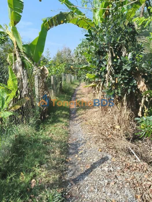 Đất nền Mỹ Lợi A Cái Bè 2.300m² giá 1.2 tỷ - Tiềm năng tăng giá