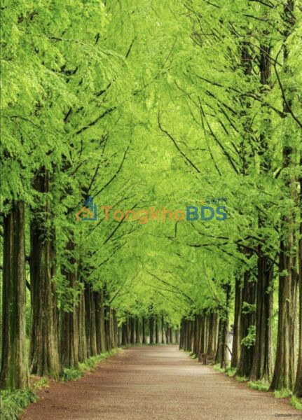 Đất TĐC 150m² Xã Sơn Hải, Bảo Thắng - Sổ đỏ sẵn sàng giao dịch