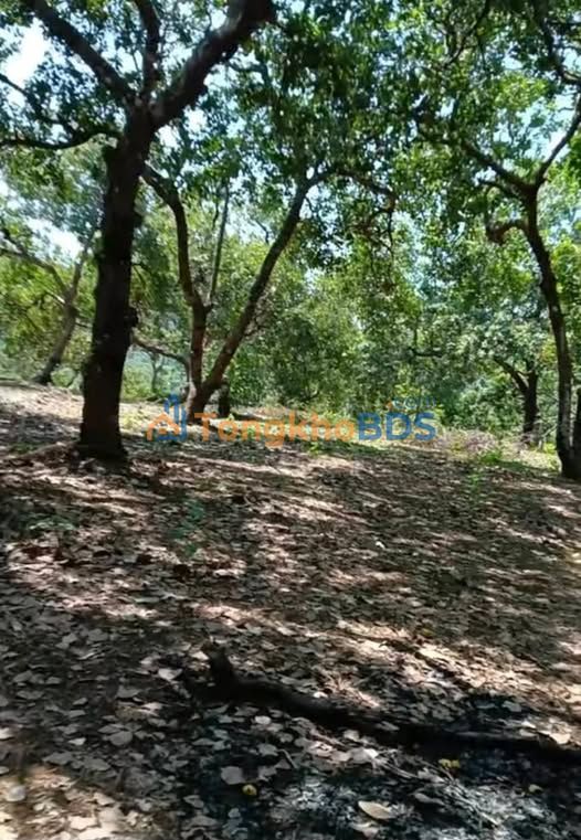 Đất nền Thọ Sơn 24.000m² 1.92 tỷ Sổ đỏ chính chủ