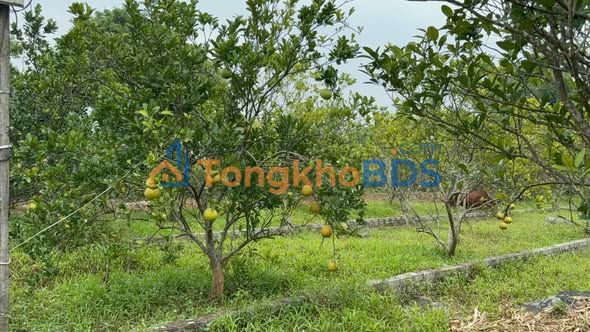 Đất nền Yên Trị 223m² 300-399 triệu - Sổ đỏ chính chủ