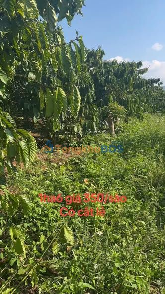 Bán 1.6ha Đất Vườn Lâm Hà - Mặt Đường Thông, Giá Đầu Tư 3.5 Triệu/m²