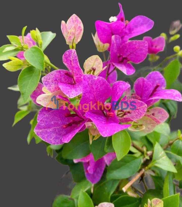 Đất Tích Phú - Đại Hiệp 162.4m² - Sổ Hồng Sẵn Sàng - Giá Đầu Tư 8xx Triệu