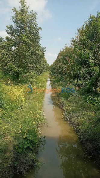 Bán Gấp Vườn Sầu Riêng 23.000m² Sóc Trăng - Thu Hoạch Ngay