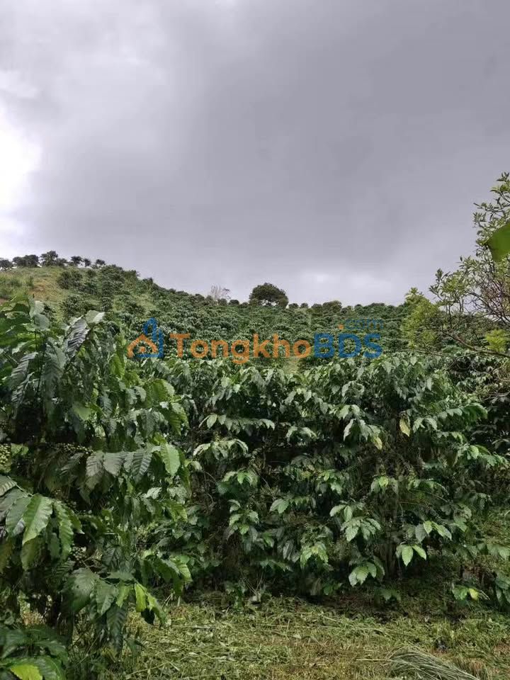 Đất vườn Xã Rô Men 70.000m² 5.5 tỷ – Nghỉ dưỡng lý tưởng