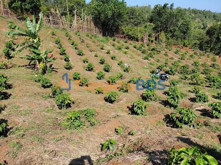 Đất Kiến Đức Đắk Nông 1.008m² 1.05 tỷ - Chính chủ sổ đỏ