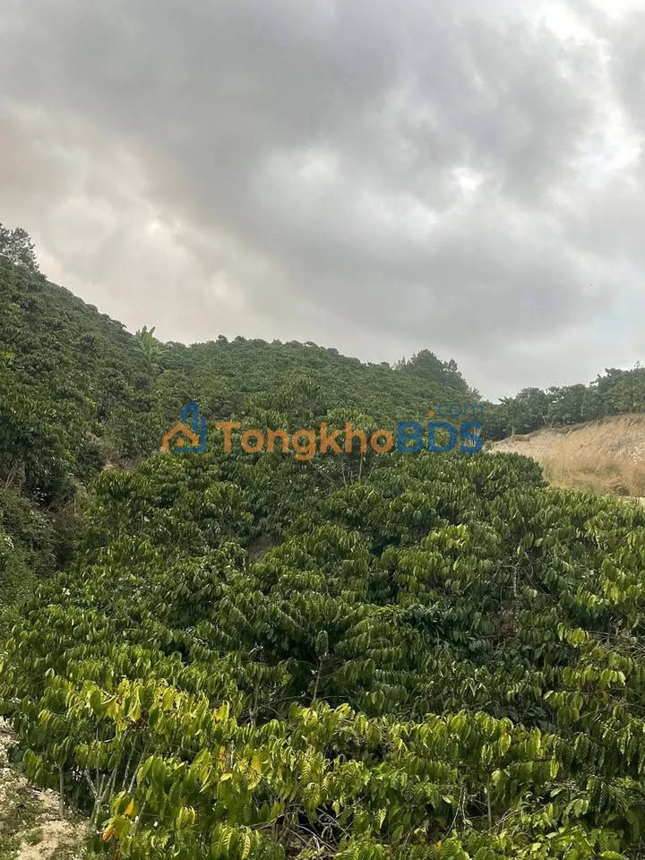 Bán Gấp 10800m² Đất Vườn Lâm Hà - Giá Đầu Tư 2 Tỷ