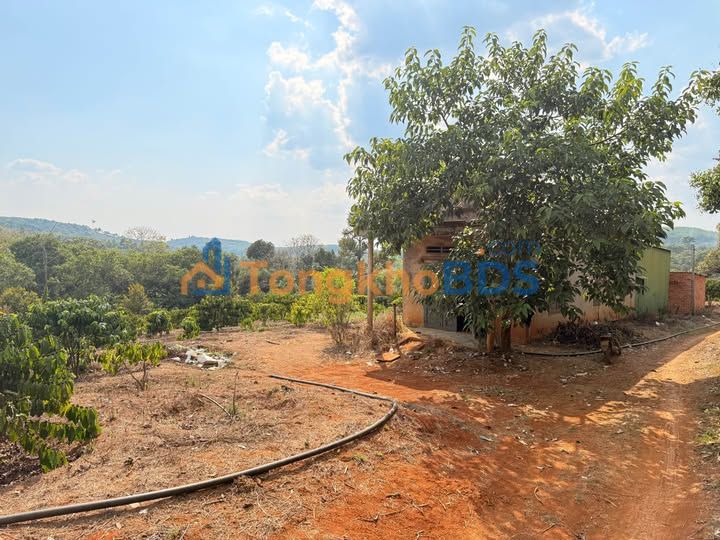 Đất nền Đắk Ngo 3ha 6.5 tỷ - Sổ đỏ chính chủ