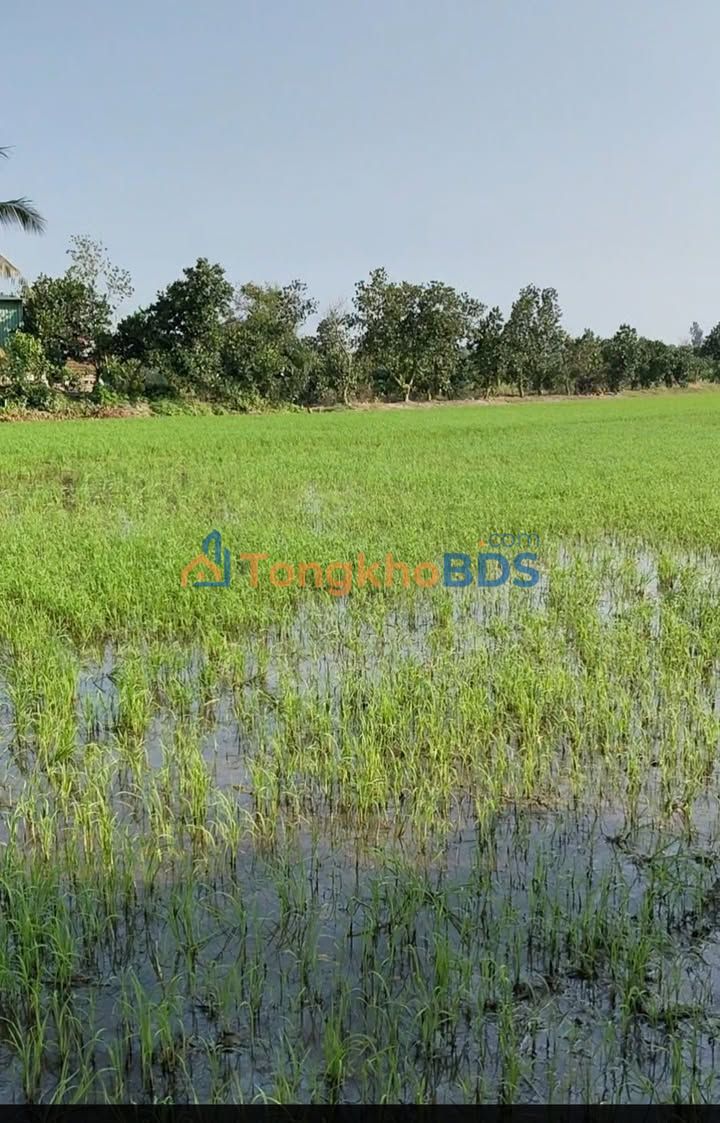 Đất nền Phú Điền Tháp Mười 14.000m² 3.5 tỷ - Giá tốt hiếm có