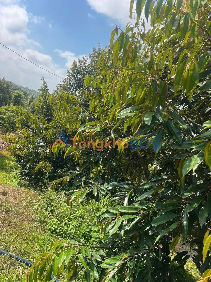 Đất vườn Xuân Phú Ea Kar 17.000m² 4,2 tỷ - Đầu tư dài hạn