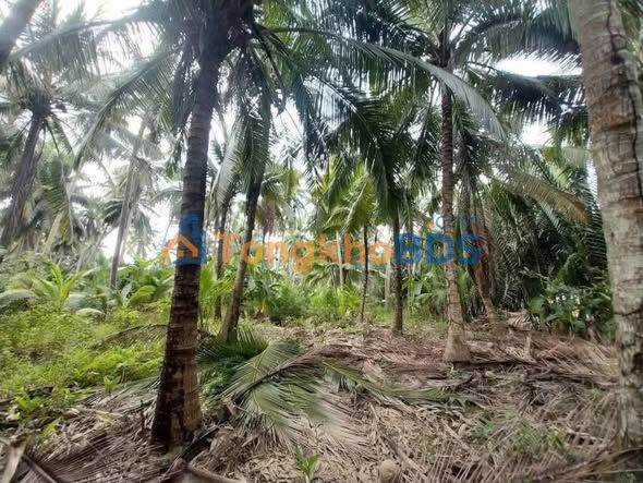 Đất Vườn Dừa Bến Tre 7065m² - Sổ Hồng Sẵn Sàng - Giá 2.2 Tỷ