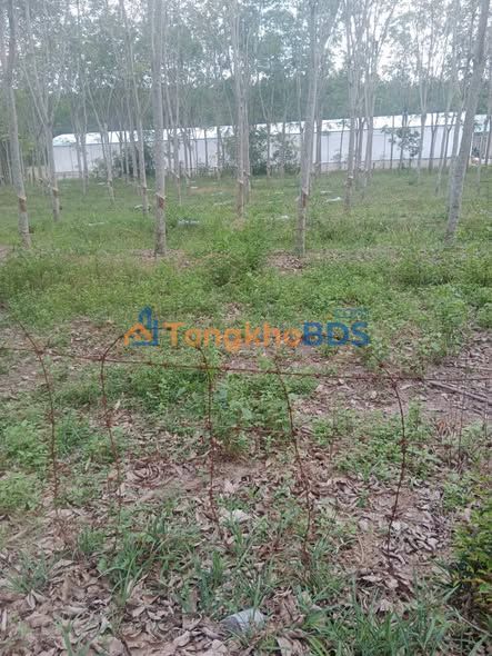 Bán Đất An Bình, Phú Giáo 1500m² - Sổ Đỏ Rõ Ràng, Giá 1.65 Tỷ