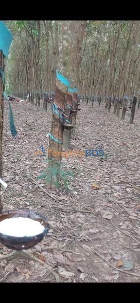 Đất nền Tam Lập Phú Giáo 13.000m² 4,3 tỷ - Tiềm năng tăng giá