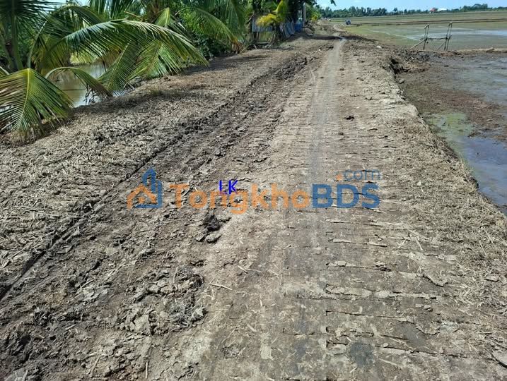 Đất lúa Mỹ Hòa Tháp Mười 53.600m² 8,576 tỷ - Tiềm năng tăng giá