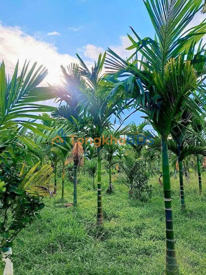 Đất nền Hành Dũng Nghĩa Hành 600m² 290 triệu - Sổ đỏ chính chủ