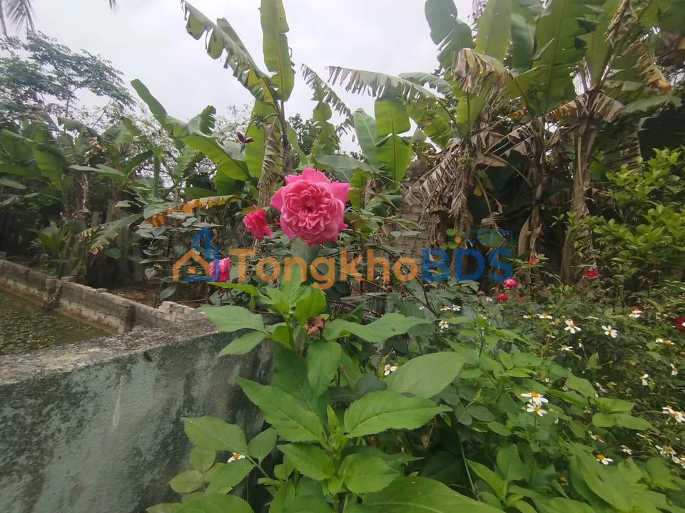 Đất Vườn 1000m² Lưu Vệ, Quảng Ngãi - Tặng Nhà, Giá 2.5 Tỷ