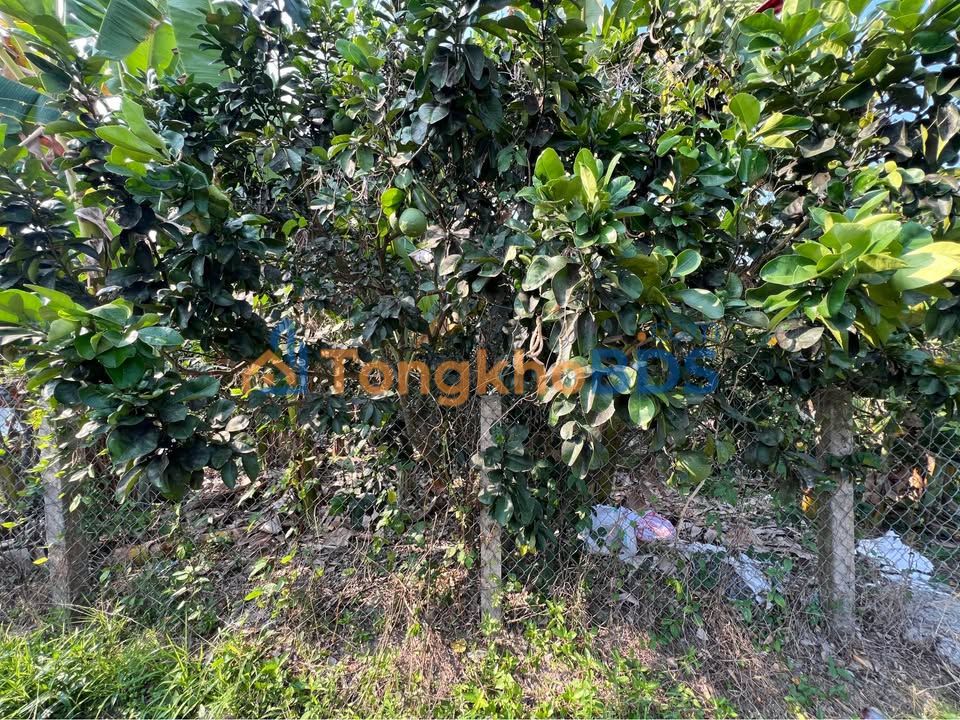 Đất nền Long Hoà A Mỹ Tho 190m² 608 triệu - Giá F0