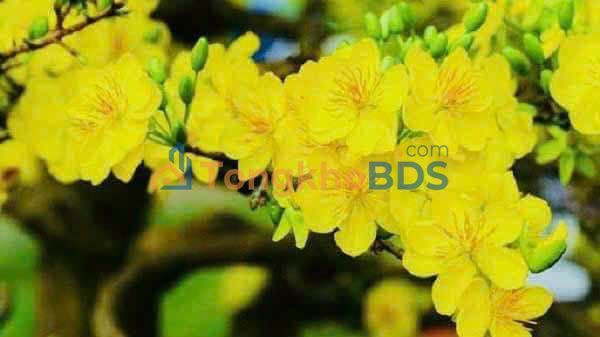 Đất nền Vĩnh Kim Châu Thành 450m² 1.8 tỷ - Sổ đỏ chính chủ