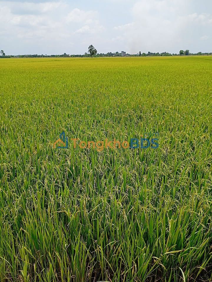 Đất nền Kiến Bình Tân Thạnh 4.800m² 1 tỷ - Tiềm năng tăng giá