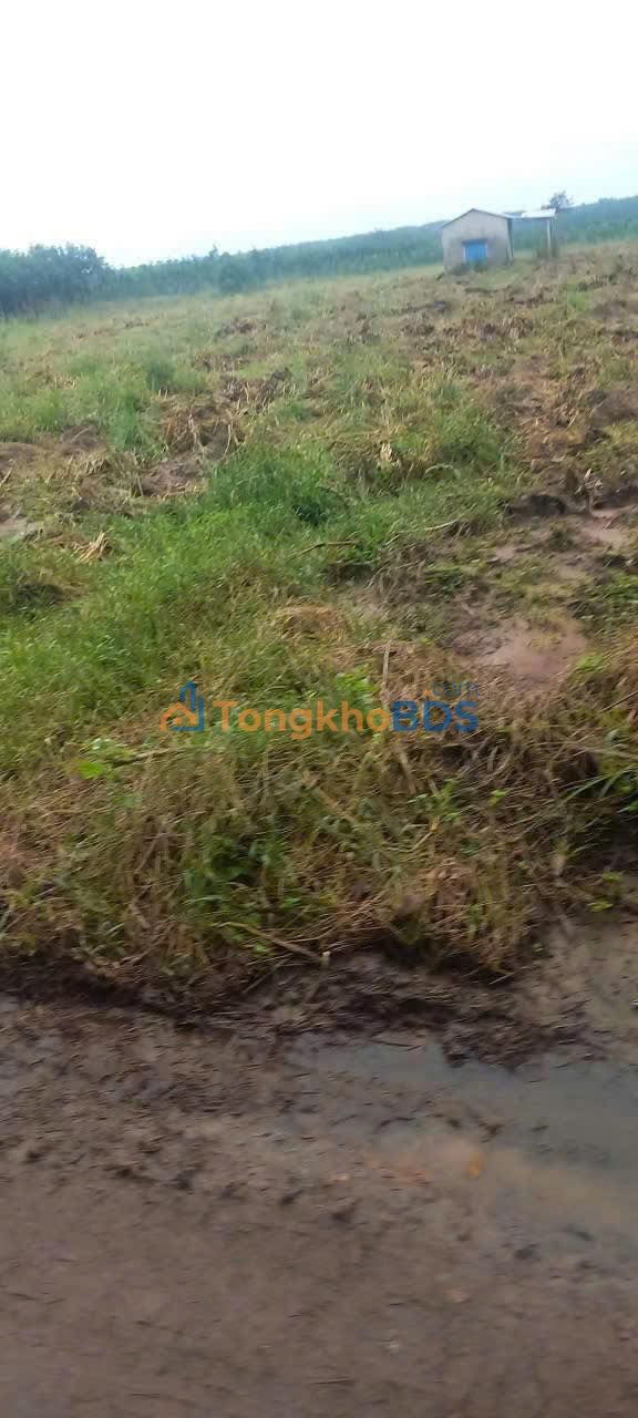 Bán Đất Vườn 10000m² Bình Phước - Giá 2 Tỷ