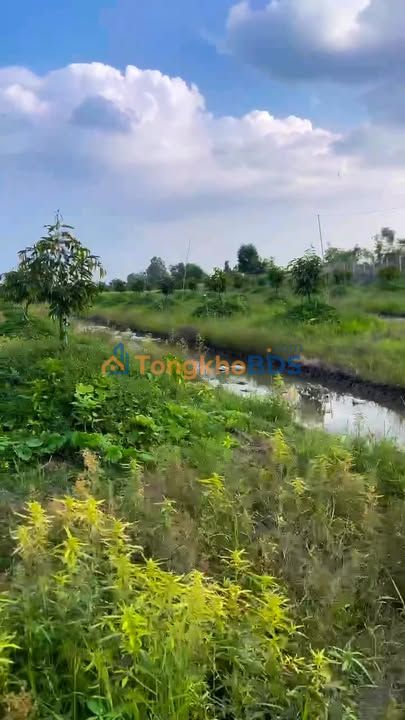 Bán Gấp Đất Vườn Tiền Giang 40.000m² - Sổ Hồng Sẵn Sàng