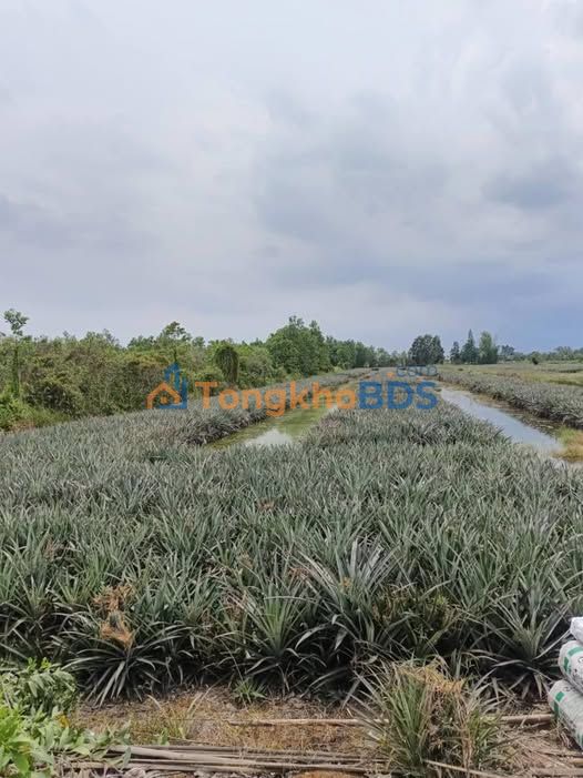 Bán Gấp 2.4ha Đất Vườn Tân Phước, Tiền Giang - Đường Xe Tải, Giá 2.4 Tỷ