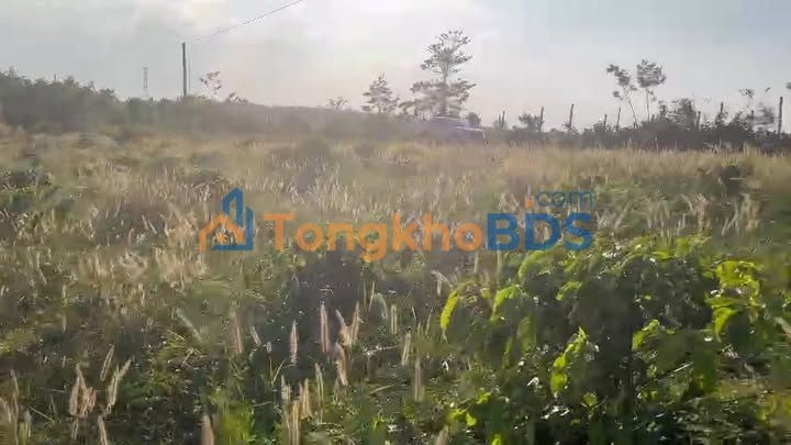 Bán Đất Vườn 3.7ha Mặt Tiền Đường Nhựa, Nhơn Trạch - Giá 7.6 Tỷ