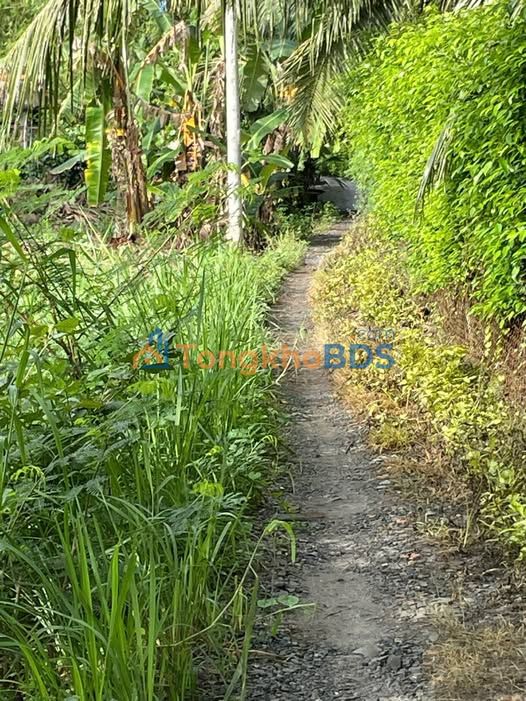 Đất nền Chợ Gạo 254m² 280 triệu - Sổ đỏ chính chủ