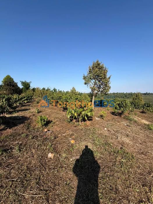 Bán Gấp Đất Vườn 3.2ha Đắk Nông - Sầu Riêng, Cà Phê - 4.2 Tỷ