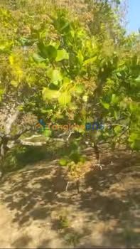 Đất vườn Eawy Cư ÊBur 15.000m² 139tr - Giá đầu tư tốt