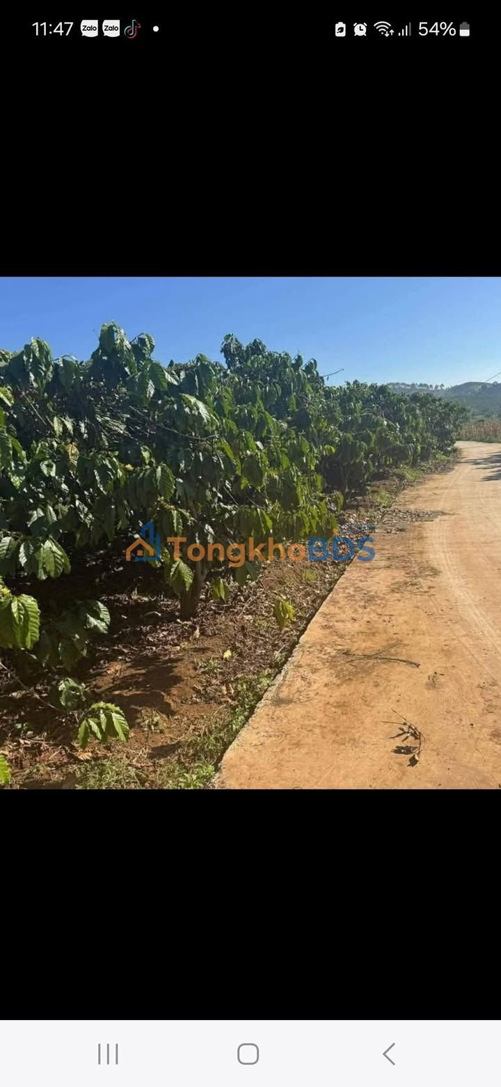 Bán gấp 1ha đất cà phê kinh doanh, Đơn Dương - Sẵn sàng khai thác