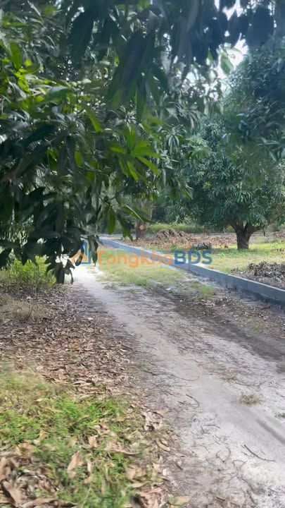 Đất vườn Cam Thành Bắc 12.039m² 18,39 tỷ - An yên tĩnh lặng