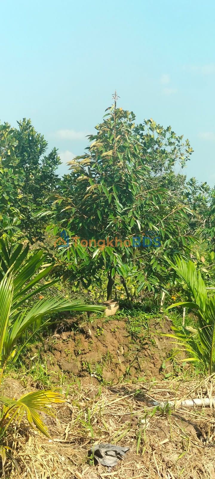 Đất Mỹ Trung Cái Bè 7.500m² 450 triệu - Tiềm năng tăng giá