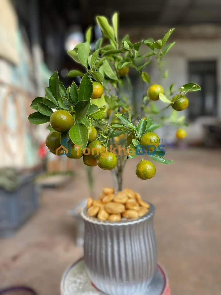 Nhà riêng Quảng Tiến Cư M'gar 192m² 54.72 tỷ - Vị trí đẹp