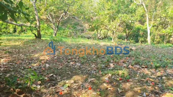 Bán Gấp 2.2ha Vườn Điều Mặt Đường Đất Bình Phước - 2.5 Tỷ