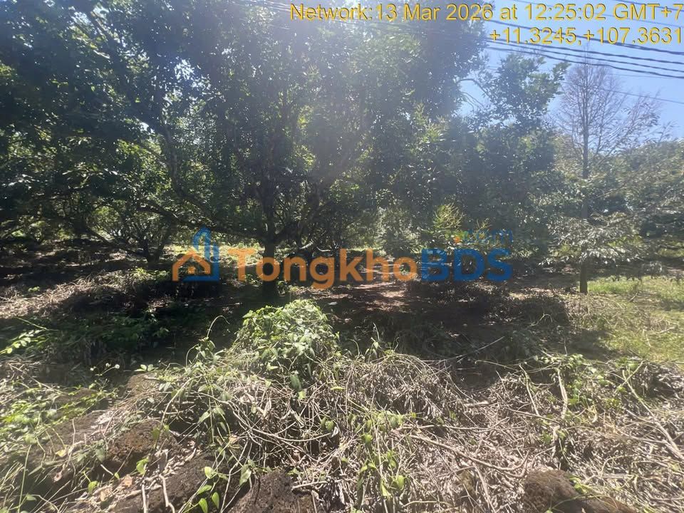 Đất vườn Phú Thịnh Tân Phú 1.182m² 14 tỷ – Nghỉ dưỡng lý tưởng